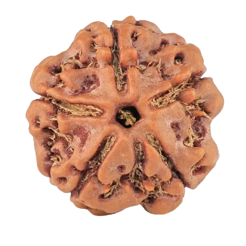 5 Mukhi