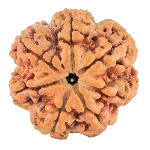 7 Mukhi